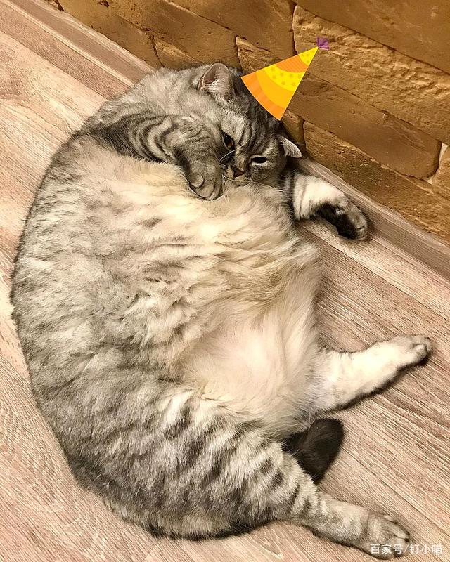 狗狗肠疝气症状——宠物的健康警报